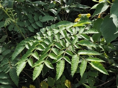 Aralia decaisneana