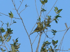 Phylloscopus trochilus