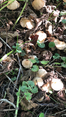 Agaricineae