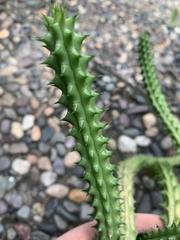 Huernia