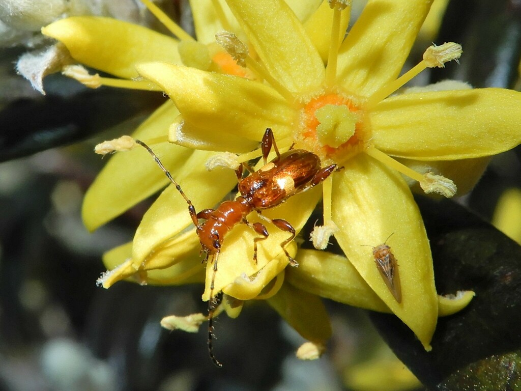 Zorion guttigerum from Hautere, Otaki, New Zealand on October 2, 2022