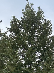 Platanus racemosa