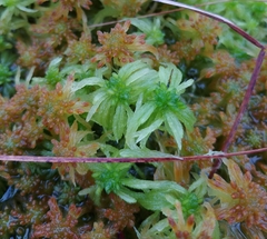 Sphagnum riparium