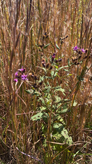 Vernonia missurica