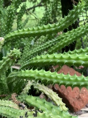 Huernia