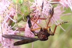 Diogmites platypterus