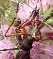 Diogmites platypterus