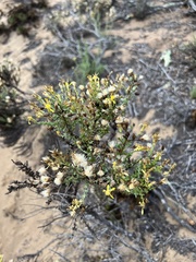 Ericameria ericoides