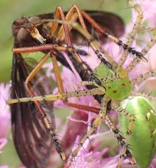 Diogmites platypterus