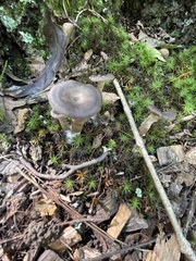 Cantharellula umbonata