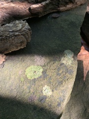 Lecanora thysanophora