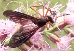 Diogmites platypterus