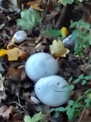 Agaricus arvensis