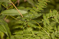 Pteridium aquilinum pubescens