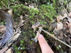 Cantharellula umbonata