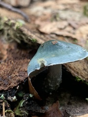 Stropharia caerulea