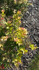 Physocarpus opulifolius