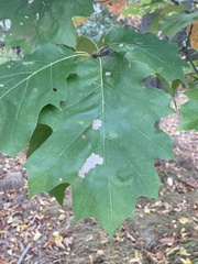 Stigmella quercipulchella