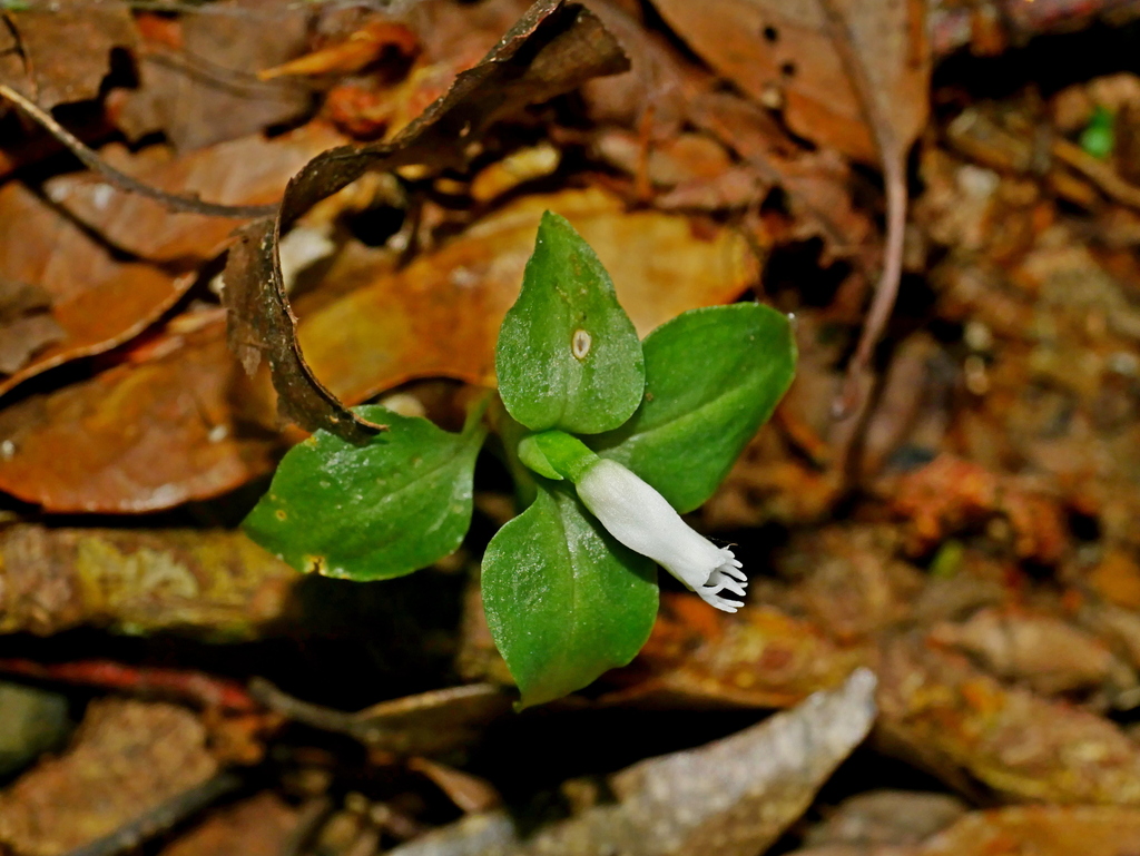 Cheirostylis octodactyla