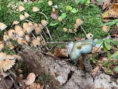 Stropharia caerulea