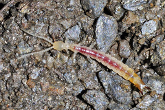 Protjapyx maior