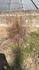 Schizachyrium scoparium