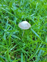 Psathyrella longipes