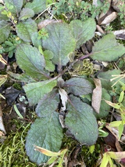 Salvia lyrata