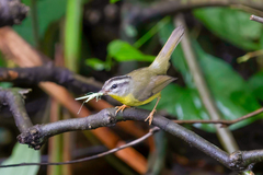 Basileuterus culicivorus