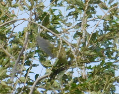 Phylloscopus trochilus