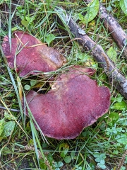 Suillus ochraceoroseus