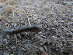 Rhinocricidae