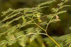 Pteridium aquilinum pubescens