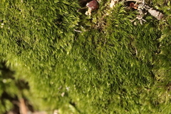 Dicranella heteromalla