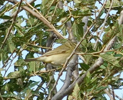 Phylloscopus trochilus