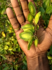 Derris trifoliata