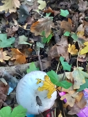 Agaricus arvensis