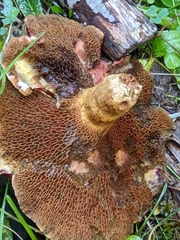 Suillus ochraceoroseus