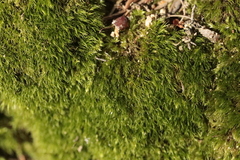 Dicranella heteromalla