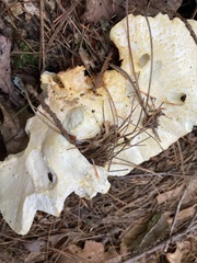 Albatrellus