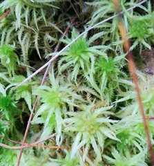 Sphagnum squarrosum