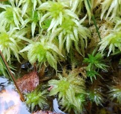 Sphagnum squarrosum