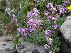 Matthiola fruticulosa