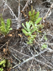 Pseudognaphalium californicum