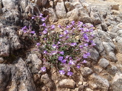 Chaenorhinum origanifolium