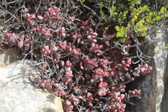 Crassula rupestris