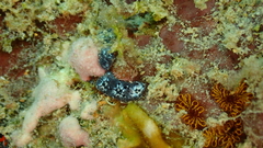 Botryllus