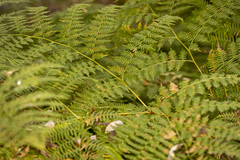 Pteridium aquilinum pubescens