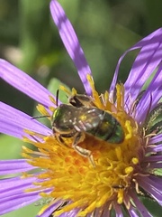 Augochlorella aurata