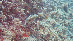 Canthigaster capistrata